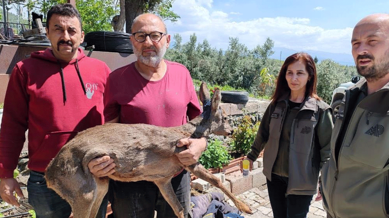 Bahçesinde yaralı karaca buldu