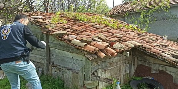 Bahçesindeki saksılarda yetiştiriyordu! Tutuklandı