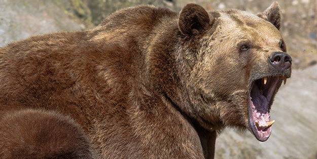 Bahçesinden elma toplamaya giden vatandaşa ayı saldırdı