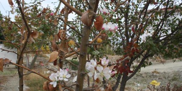 Bahçesinden elma toplarken karşılaştığı manzara karşısında şoke oldu! Hemen yetkililere bildirdi