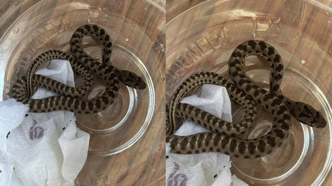 Bahçesinden zehirli yılan çıktı