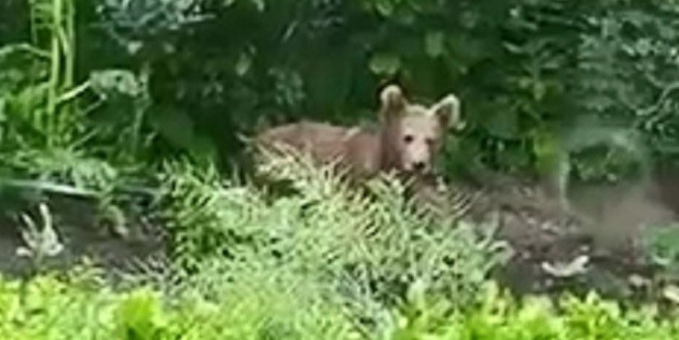 Bahçesine giren ayı ile gülümseten sohbet!