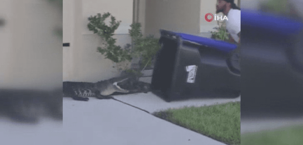 Bahçesine giren timsahı bakın nasıl yakaladı!