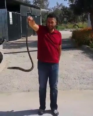 Bahçesine giren yılanı eliyle yakaladı 