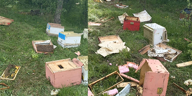 Bahçeye giren ayılar arı kovanlarını parçaladı