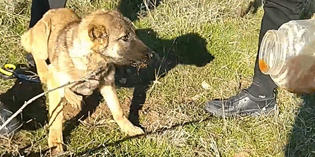 Bak sen şu köpeğin yaptığına! Vatandaş kurtardı