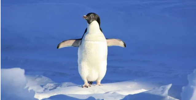 Bak sen şu penguenin yaptığına! Bakın nelere sebep oldu?