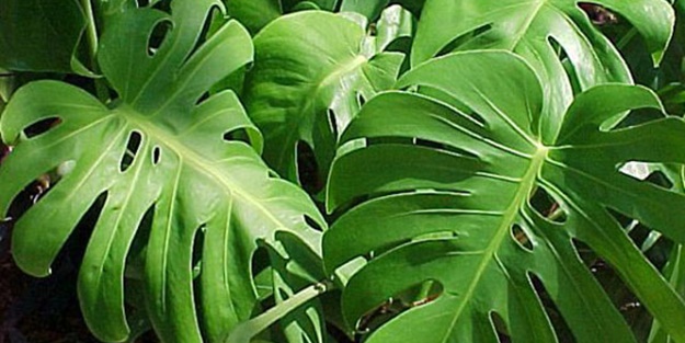 Bak şu devetabanına!