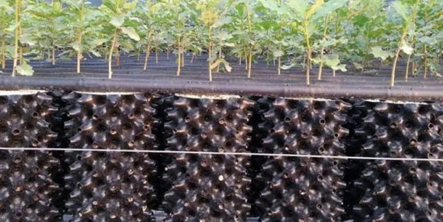 Bakan açıkladı: Bu bitki 350 milyon dolar para getirecek