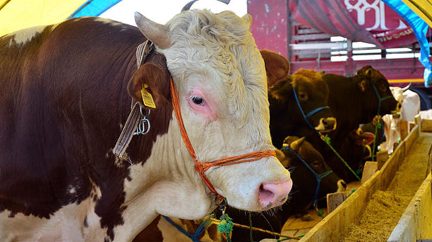 Bakan Bekir Pakdemirli kurbanlık hayvan varlığını açıkladı