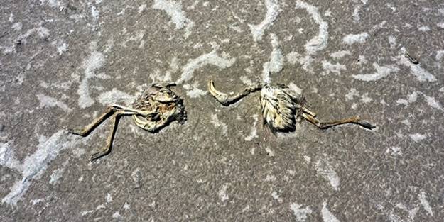 Bakan Bekir Pakdemirli'den Tuz Gölü'nde ölen flamingolarla ilgili açıklama