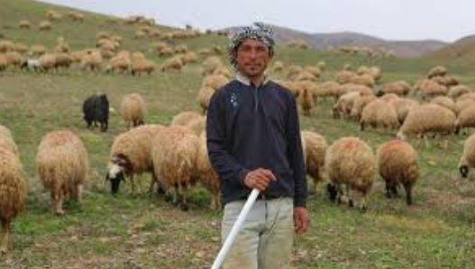 Bakan Bolat: Afganlar giderse hayvancılık biter