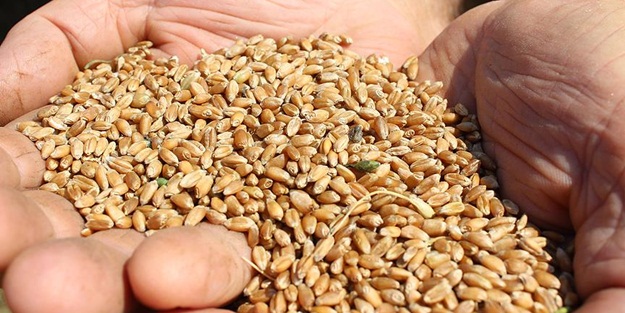 Bakan Çelik, buğday alım fiyatını açıkladı