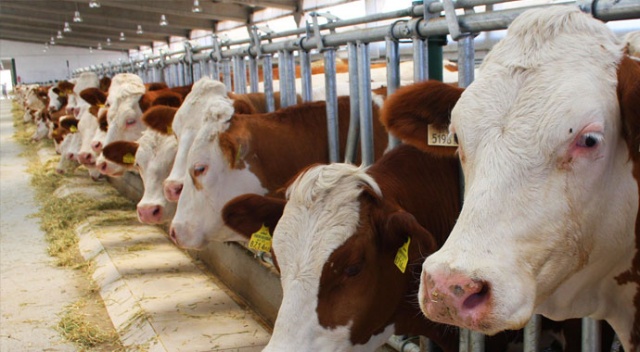 Bakan Fakıbaba: Hayvancılıkta amacımız net ihracatçı olmak