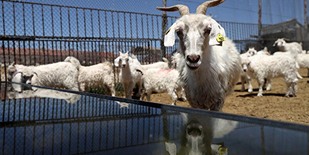 Bakan Kirişçi'den hayvancılara destek müjdesi: Yüzde yüz arttı