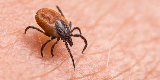 Bakan Koca'dan kene uyarısı! Temmuz sonuna kadar dikkatli olunmalı