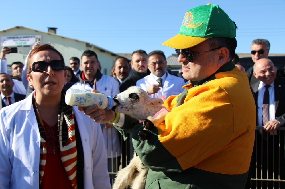 Bakan Pakdemirli altız kuzuları biberonla besledi 