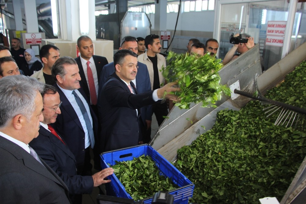 Bakan Pakdemirli Rize’de çay fabrikalarını gezdi 