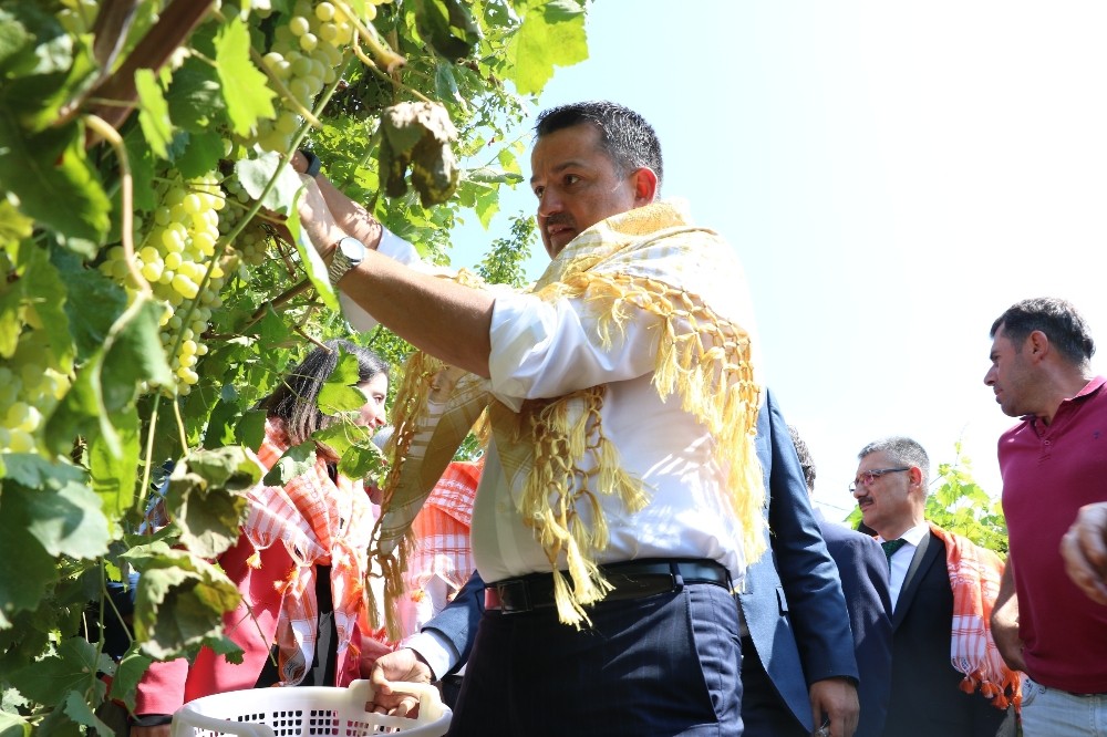 Bakan Pakdemirli üzüm bağına girdi hasat yaptı 