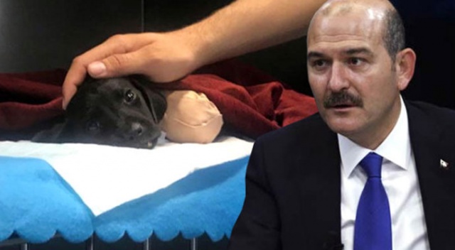 Bakan Süleyman Soylu'dan Türkiye'yi ayağa kaldıran yavru köpek için açıklama