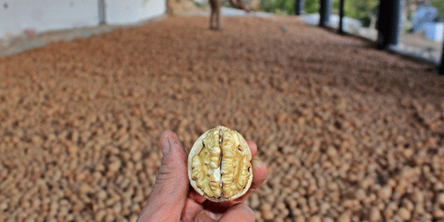 Bakan Yardımcısı Gizligider, Kaman Ceviz Festivali'nde konuştu