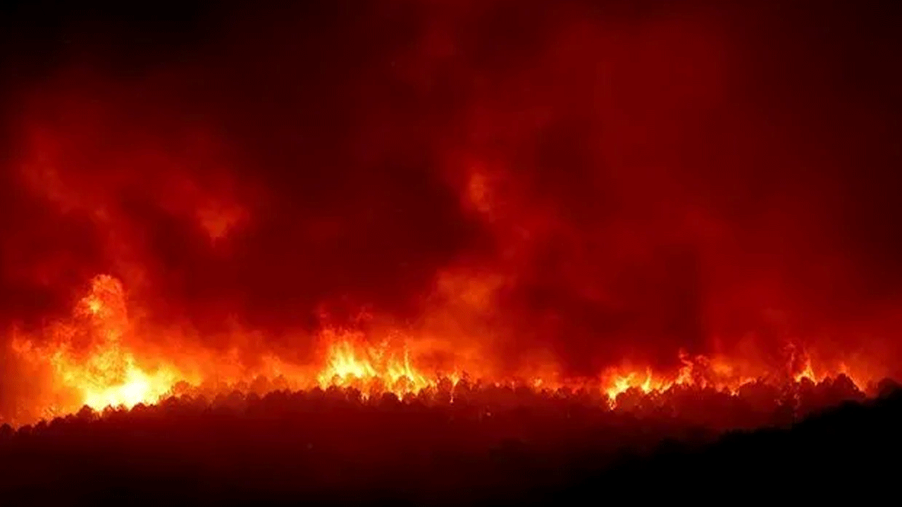 Bakan Yerlikaya açıkladı: Yanan yerlerin tamamına yeni fidanlar dikilecek!