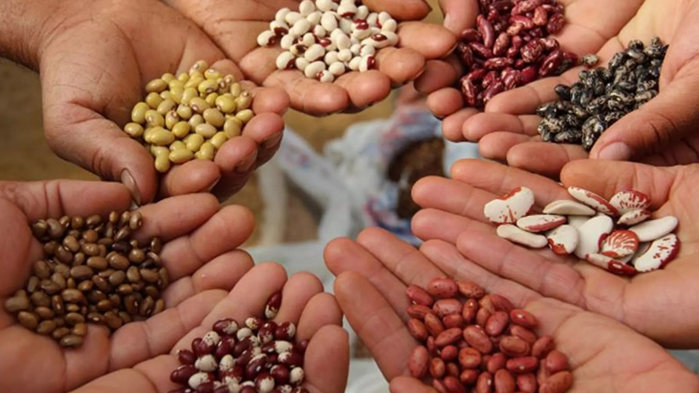 Bakan Yumaklı açıkladı: Türkiye 117 ülkeye tohum ihraç ediyor