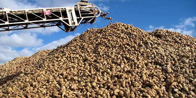 Bakan Yumaklı açıkladı! Türkşeker'in şeker pancarı alım fiyatı belli oldu