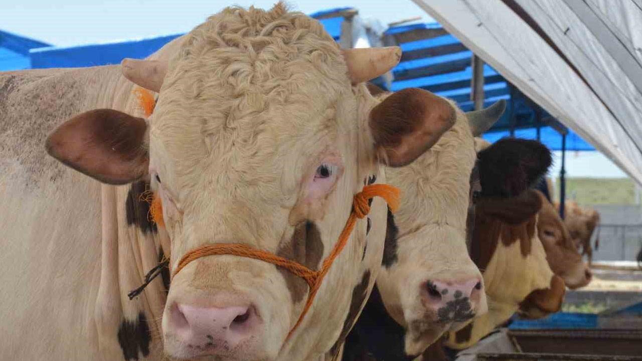 Bakan Yumaklı: Bakanlık Kırmızı et için önlemler aldı: Vaka sayısını yüzde 85 azalttı