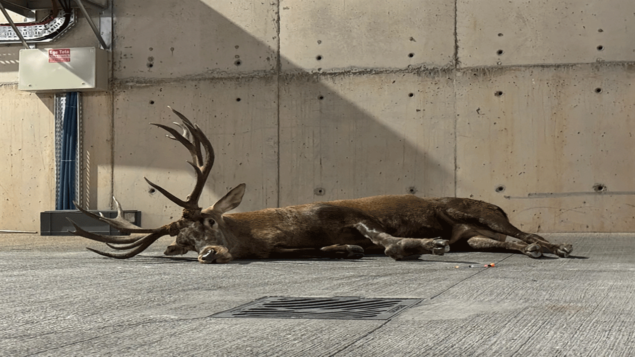 Bakan Yumaklı Kızılgeyik ile ilgili açıklamada bulundu!