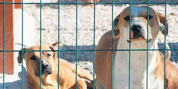 Bakan Yumaklı'dan başıboş köpek mesajı! Onlar için hapis cezası yolda...