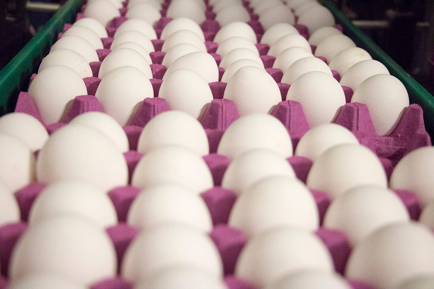 Bakan Yumaklı’dan Tayvan’a ihraç edilen yumurtalarda ‘nitrofuran’ bulunduğu iddiasına cevap