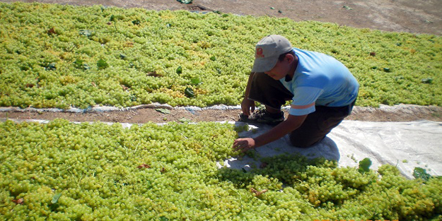 Bakan’ın açıklaması üzüm üreticisine kazandırdı