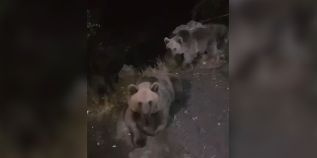 Bakanlığa bağlı ekipler boz ayılarla karşılaştı! O anlar böyle kaydedildi