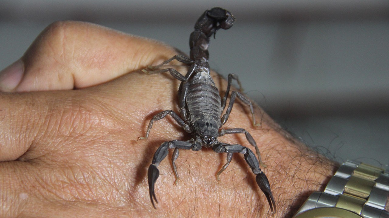 Bakanlığın kararına destek geldi! Bu sıvının gramı 10 bin dolar