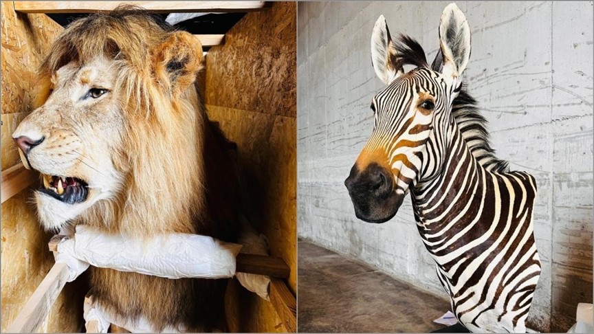 Bakanlık 19 kargoya el koydu! Yaban hayvanı trofelerini kaçırıyorlardı