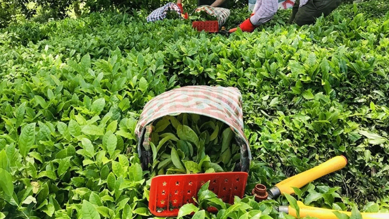 Bakanlık duyurdu: Çay alım fiyatları belli oldu!
