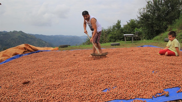 Bakanlık fındık desteğinde başvuru süresini uzattı