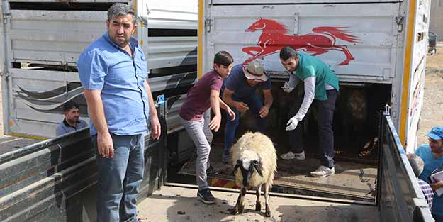 Bakanlık geçen yıl uygulamaya koymuştu! Bin 404 küçükbaş dağıtıldı