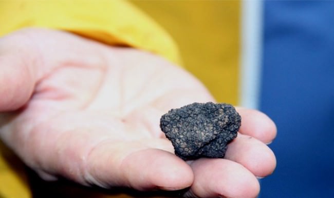 Bakanlık harekete geçti! Kilosu 2 bin euro