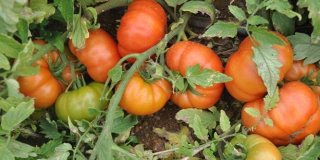 Bakanlık o eski domatesleri getirecek