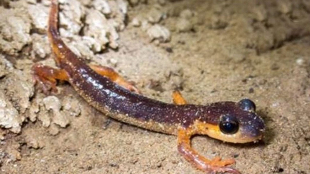  Türkiye'de ve o mağaranın içinde diyerek açıkladı: 154 ilginç hayvan keşfedildi!