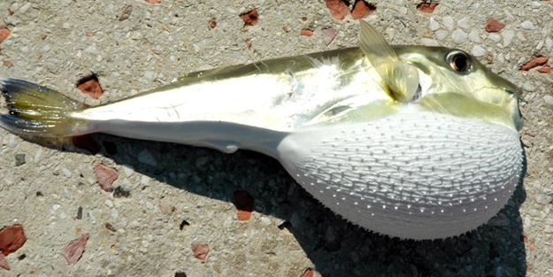 Bakanlıktan balon balığı avı desteği açıklaması