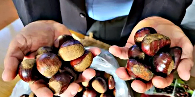 Bakanlıktan kestane için ortaya çıkan Türkiye hamlesi! Resmen değişti diyerek duyurdu: Artık zorunlu olacak