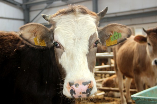 Bakanlıktan SAT-2 Serotipi şap hastalığına ilişkin kritik bilgilendirme