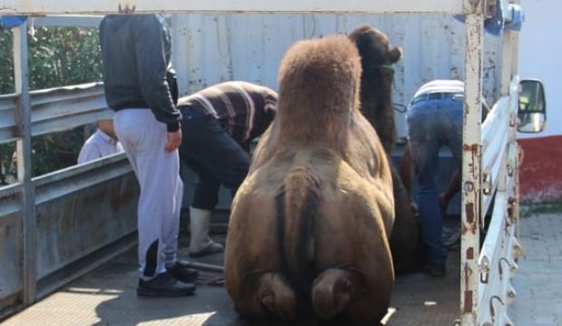 Bakıcısını öldüren deve kasaplara emanet edildi