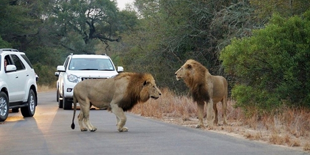 Bakın aslanlar bu sefer nerede avlandı!
