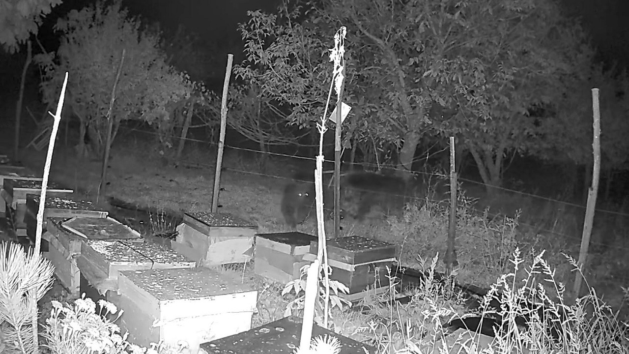 Bakın ayılar kovana neden ulaşamadı!