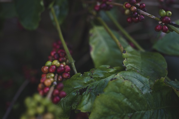 Bakın bu kahve nerede yetiştiriliyor!