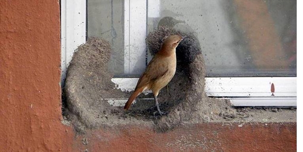 Bakın dişi kuş yuvayı nasıl yapıyor... - FOTO